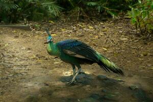 grande lindo pássaro, pavão olhando para Comida dentro tropical floresta foto