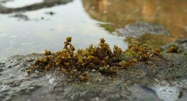 algas plantas em a praia, algas marinhas em a Beira Mar foto