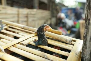 a galinhas estão dentro a coop para estar vendido dentro a tradicional mercado foto