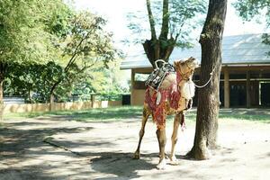 a camelo é amarrado para uma ampla árvore para estar usava Como uma sacrificial animal Como uma muçulmano celebração foto