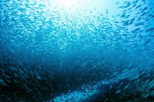 dentro uma gigante sardinha escola do peixe isca bola enquanto mergulho Cortez mar foto