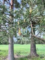 uma pinho árvore com cones em isto dentro uma parque foto