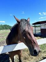 uma cavalo em pé dentro uma campo foto