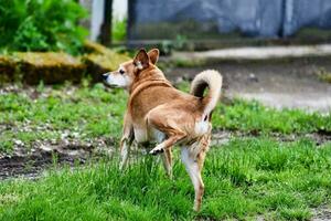 uma cachorro jogando foto