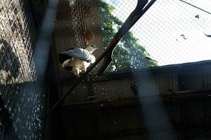 Águia empoleirado em uma ramo dentro uma jardim zoológico cela com céu fundo foto