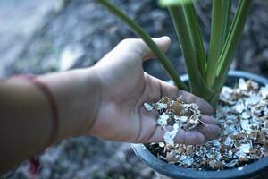 esmagado ovo Concha reciclado Como natural orgânico jardim fertilizante em plantas às lar. foto