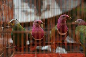 animal mercado, pássaros dentro gaiolas com vários cores foto