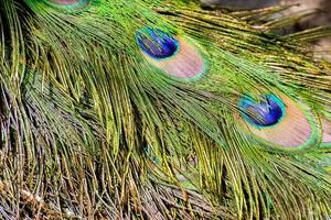 uma fechar acima do uma de pavão penas foto