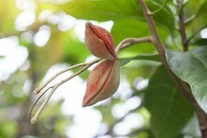 sterculia monosperma fresca ou castanhas na árvore com luz solar de espécies tailandesas. foto