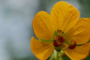 macro flor amarela foto