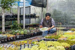 ásia jardineiro é trabalhando dentro a estufa cheio do suculento e Sedum plantas coleção enquanto propagando de folha corte método para ornamental jardim e lazer passatempo foto