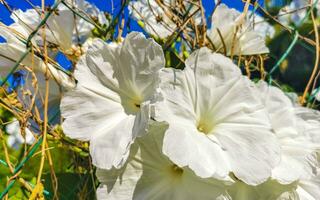 branco tropical exótico flores e floração ao ar livre dentro México. foto