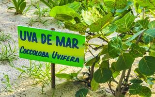 mar uva plantar árvore com folhas uvas e sementes México. foto