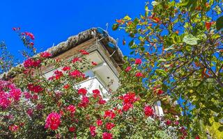 buganvílias flores brancas cor-de-rosa florescem em puerto escondido méxico. foto