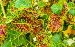 mar uva plantar árvore com folhas uvas e sementes México. foto