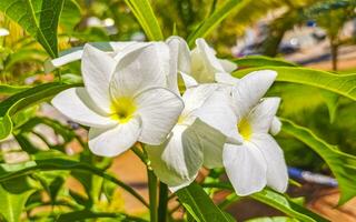 branco tropical exótico flores e floração ao ar livre dentro México. foto