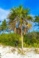 tropical verde exótico caribe Maya menina Palma Palmeiras floresta tropical México. foto