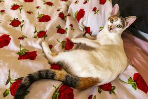 branco gato é cansado dormindo em sofá sofá e cama. foto