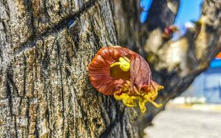 árvore com flor em tronco tropical dentro porto escondido México. foto