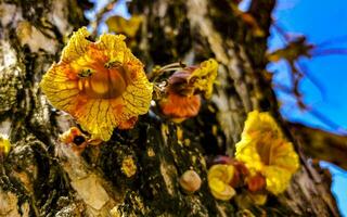 árvore com flor em tronco tropical dentro porto escondido México. foto