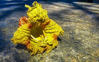 árvore com flor em tronco tropical dentro porto escondido México. foto