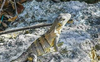 iguana na rocha selva tropical playa del carmen méxico. foto