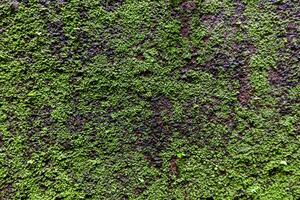 verde musgo em a velho muro. abstrato fundo e textura para Projeto. foto
