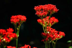 Flor vermelho flores dentro natural luz e Primavera flores foto