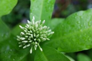 branco ixora finlaysoniana broto flores com orvalho solta dentro natural jardim foto