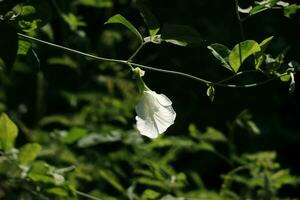 florescendo lindo branco flores botânico dentro jardim com natural luz solar foto