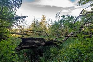 toco de árvore podre na charneca da Baviera com samambaias, juncos e árvores foto