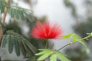 calliandra harrisii é uma espécie de planta com flor foto