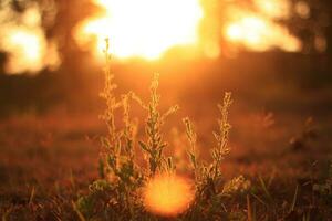 lindo selvagem camomila Relva flores dentro a Prado com natural luz solar. foto