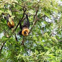 morcegos frugívoros gigantes na árvore foto