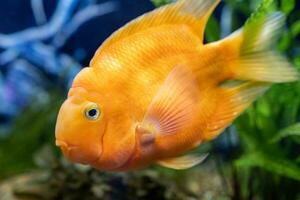 laranja papagaio peixe dentro a aquário. vermelho papagaio ciclídeo. aquário peixe. foto