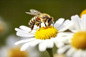 abelha e flor. fechar acima do uma abelha colecionar querida em uma margarida flor em uma ensolarado dia. generativo ai foto