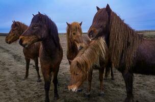 islandês cavalos dentro ola foto