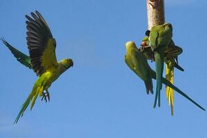 verde periquitos em alimentador de pássaros foto