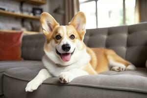 lindo, inteligente, calma de raça pura corgi cachorro deitado em em sofá dentro vivo sala. generativo ai foto