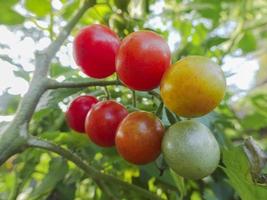 tomates maduros naturais crescem em galhos no jardim foto