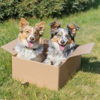 engraçado cachorros dentro uma caixa. animais de estimação. gerado de artificial inteligência mundo sem teto animais dia foto