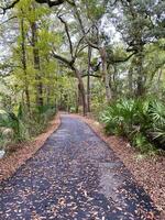 caminhando caminho através natureza em uma outono dia foto