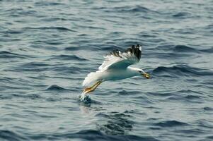 uma gaivota vôo sobre a oceano com Está asas espalhar foto