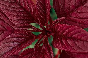 lindo vermelho outono flor dentro jardim. foto