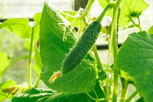 jovem verde pepino dentro estufa. foto