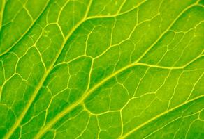 verde folha fechar acima. veias em plantar macro. foto