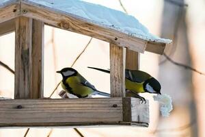 alimentando pássaros no inverno. lindos pássaros de jardim seios grandes comem sementes nutritivas foto