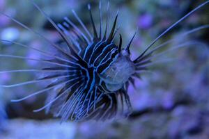 uma peixe-Leão dentro a aquário com azul água foto