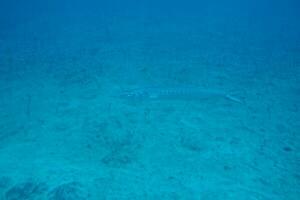quieto calma submarino mundo com peixe vivo dentro a atlântico oceano foto