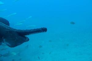 quieto calma submarino mundo com peixe vivo dentro a atlântico oceano foto